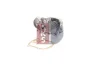 Превью - 570525N AKS DASIS Водяной насос, охлаждение двигателя (фото 2)